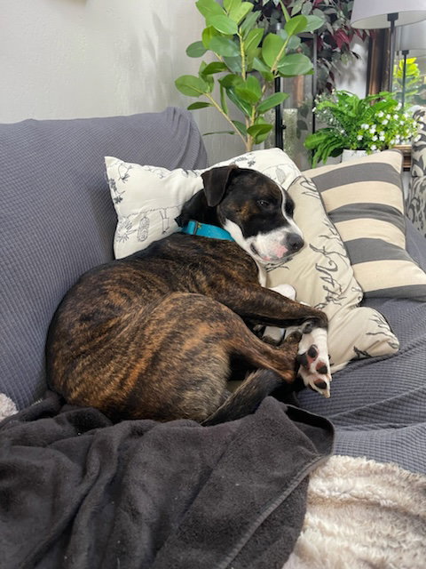 ZEUS