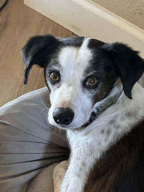 picture of the dog needing adoption