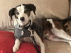 adoptable Dog in Chandler, AZ named JACK #11