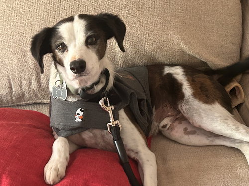 JACK #11 - Jack Russell Terrier / Rat Terrier available for adoption