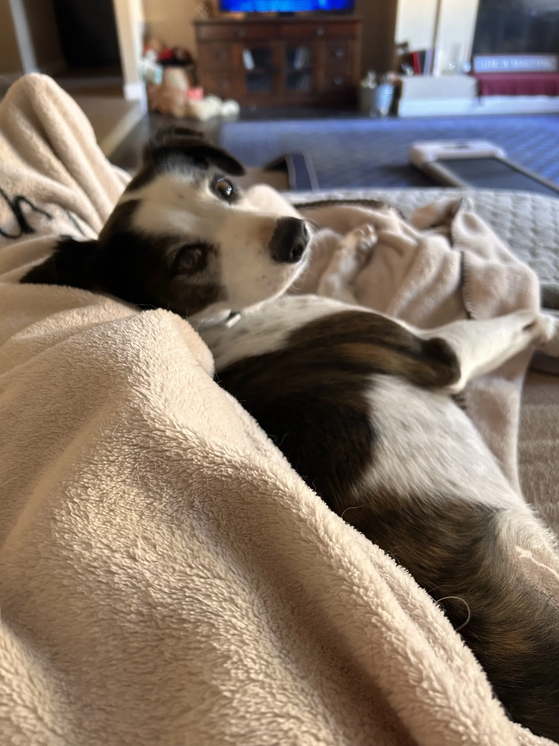 Jack image 4