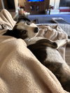 JACK #11 - Photo 3