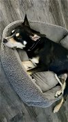 adoptable Dog in chandler, AZ named TITO