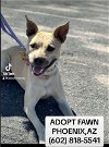 adoptable Dog in chandler, AZ named FAWN