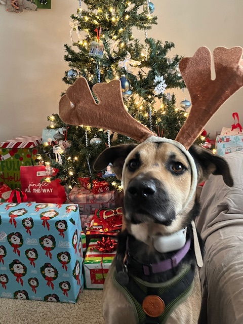 picture of the dog needing adoption