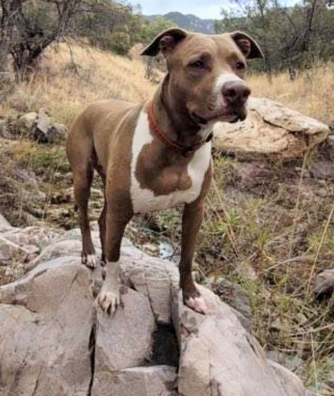 adoptable Dog in Chandler, AZ named SADIE