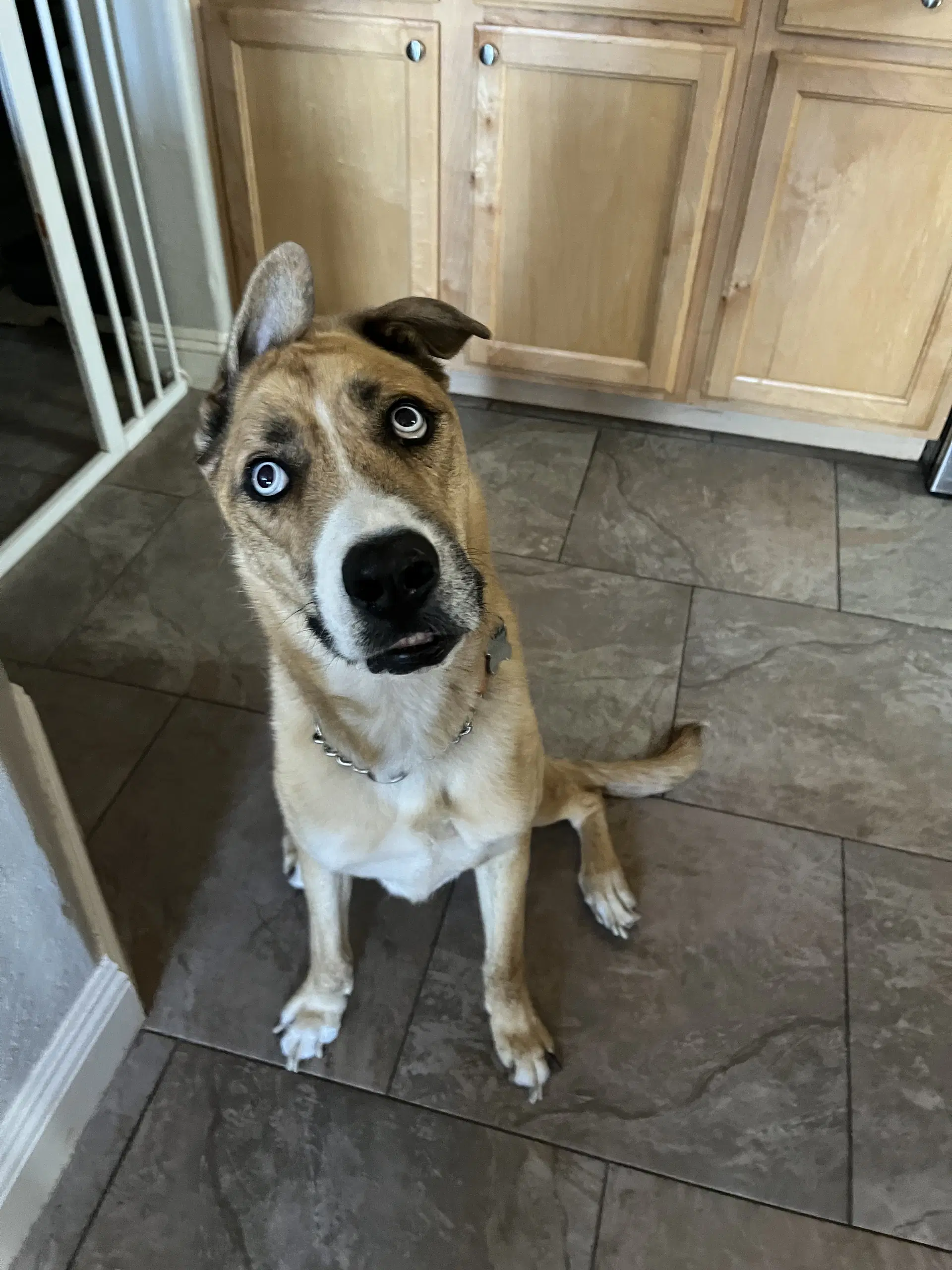Pluto - Shepherd