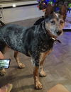 adoptable Dog in Chandler, AZ named ROCKY #15