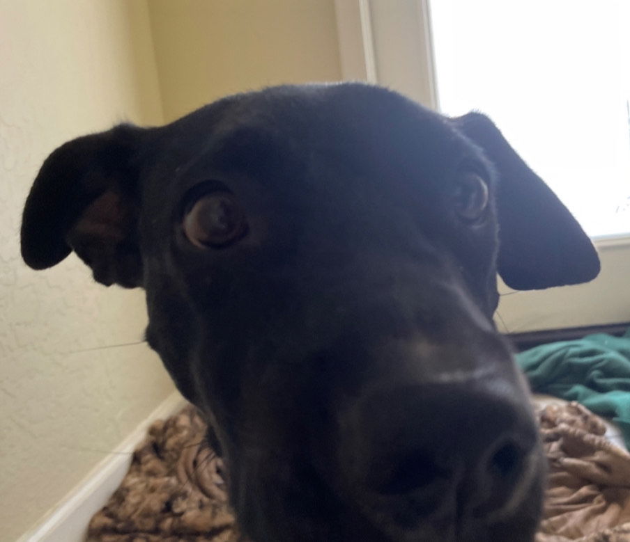 adoptable Dog in Chandler, AZ named SAGE #3