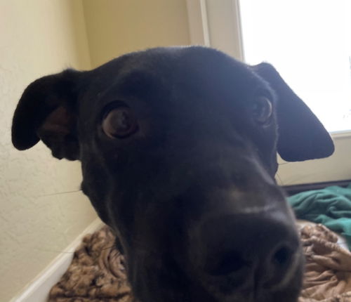 picture of the dog needing adoption