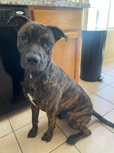 picture of the dog needing adoption