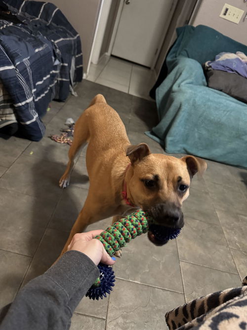 picture of the dog needing adoption