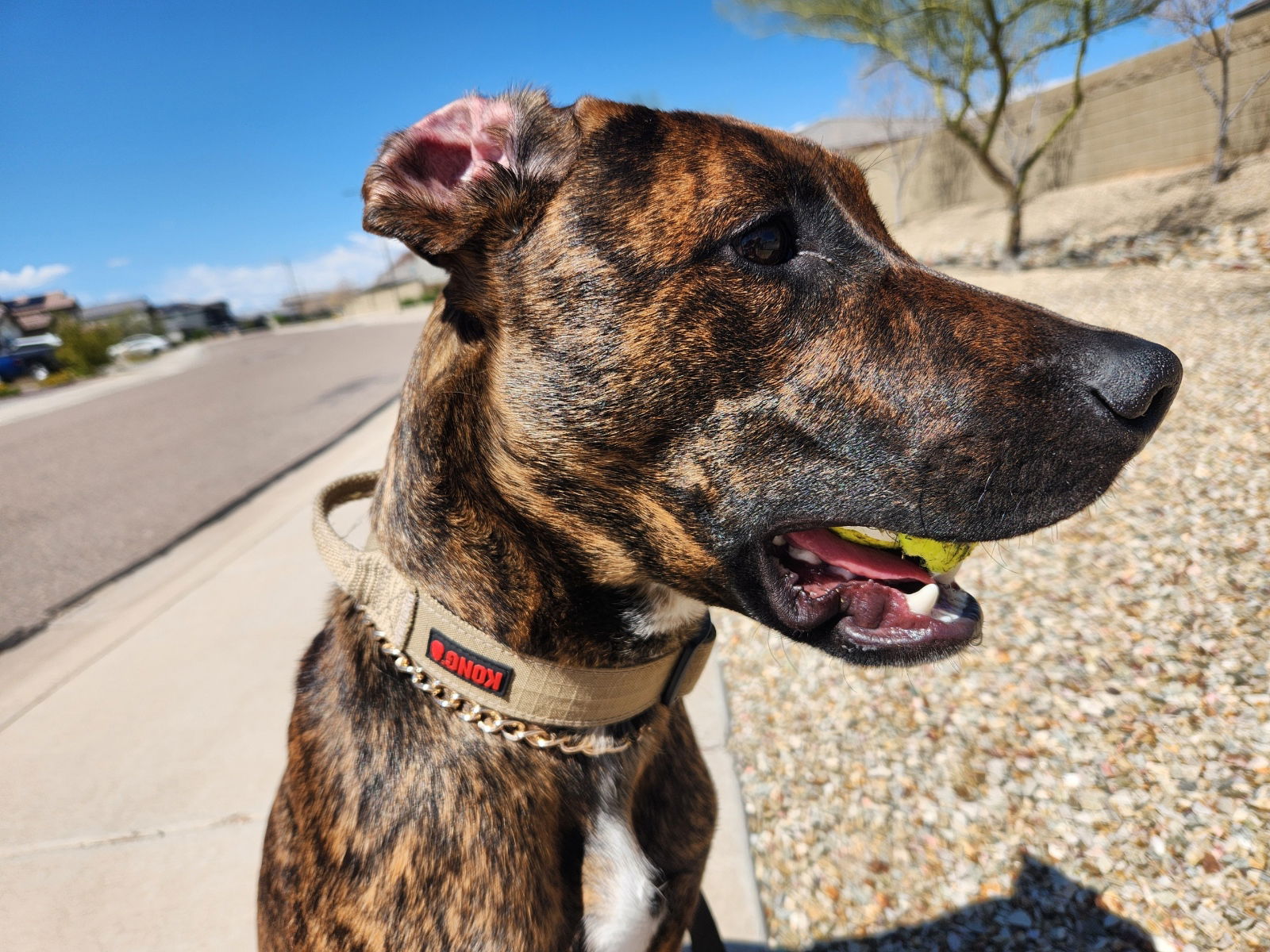 adoptable Dog in Chandler, AZ named BEAU #8