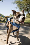 adoptable Dog in Chandler, AZ named SYRUS