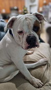 BOOMER - Photo 6