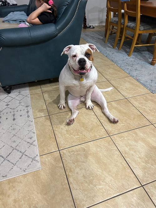 BOOMER - American Bulldog / Bulldog available for adoption
