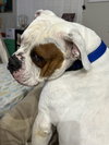 BOOMER - Photo 8