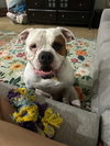 BOOMER - Photo 4