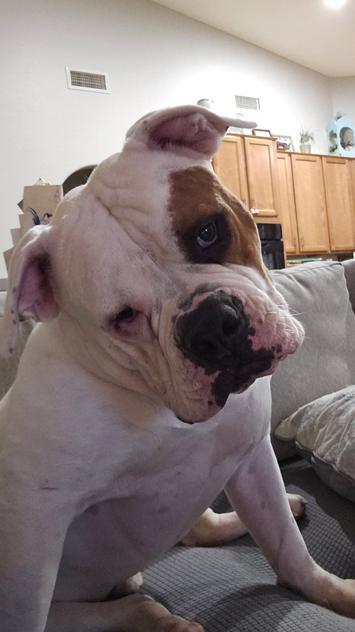 picture of the dog needing adoption