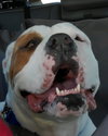 BOOMER - Photo 3