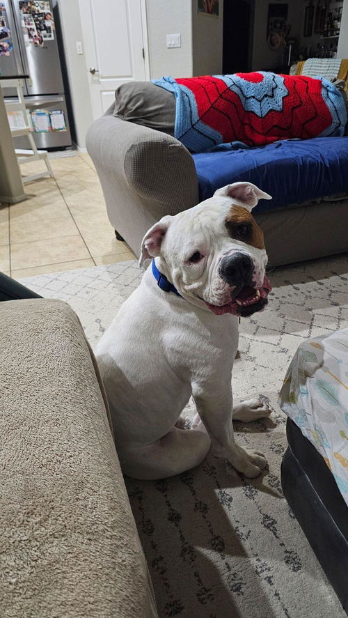 picture of the dog needing adoption