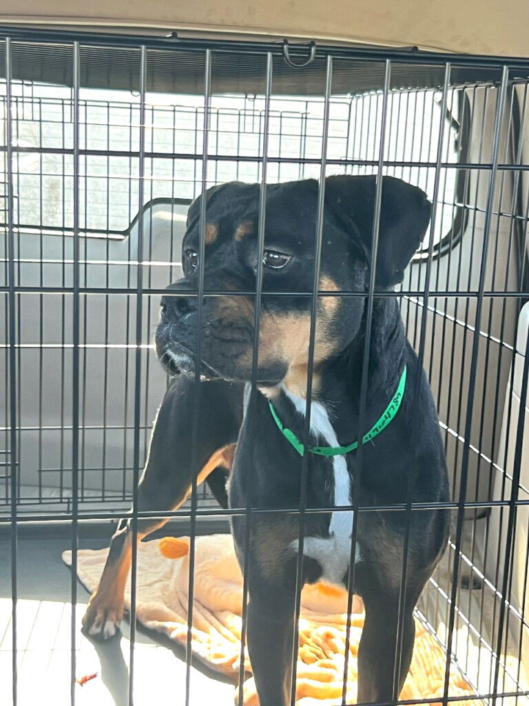 adoptable Dog in Chandler, AZ named MIA