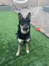 adoptable Dog in Chandler, AZ named LUNA #13