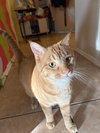 PEANUT BUTTER - Photo 2