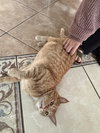 PEANUT BUTTER - Photo 3