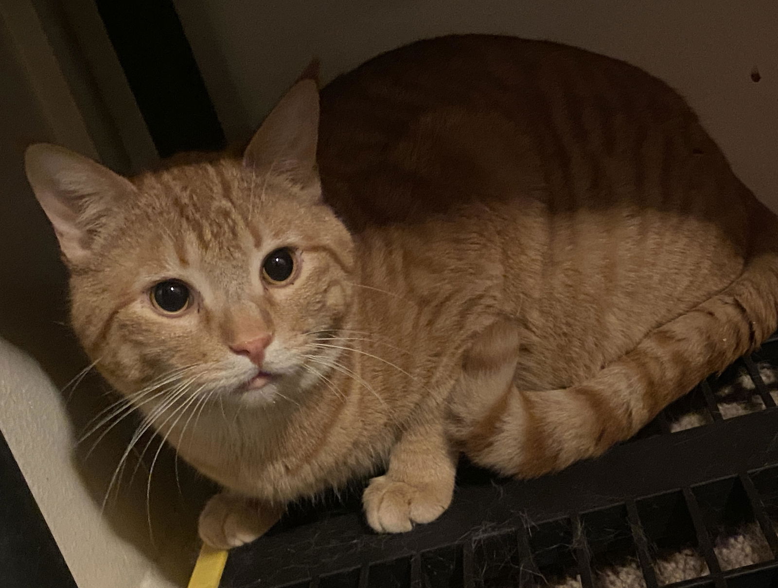 adoptable Cat in Chandler, AZ named PEANUT BUTTER PB