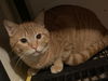 adoptable Cat in Chandler, AZ named PEANUT BUTTER PB