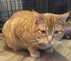 PEANUT BUTTER - Photo 4