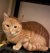 PEANUT BUTTER - Photo 6