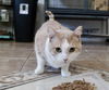 adoptable Cat in Chandler, AZ named OSCAR THE CAT