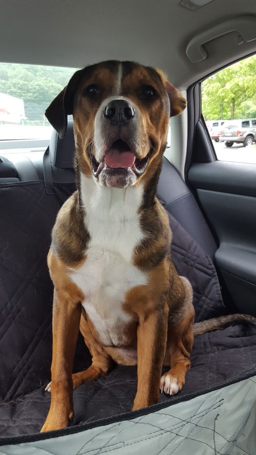 picture of the dog needing adoption