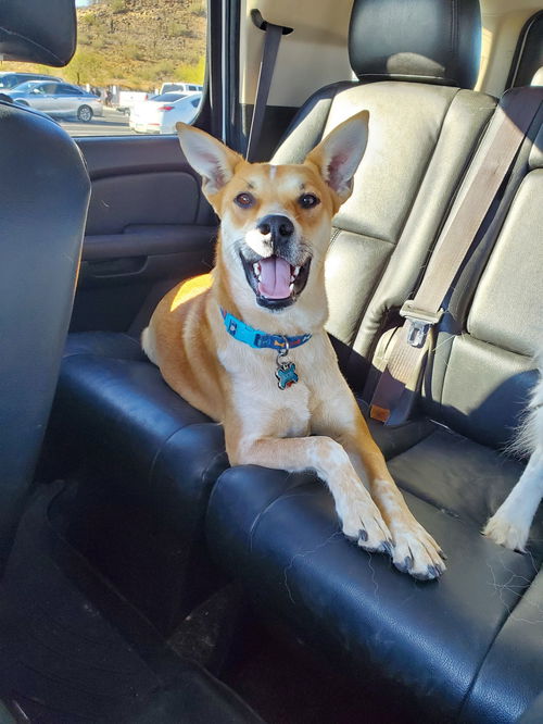 picture of the dog needing adoption