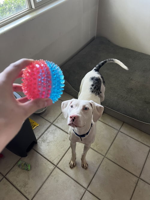 picture of the dog needing adoption