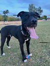 adoptable Dog in Chandler, AZ named ZACH