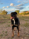 adoptable Dog in Chandler, AZ named SHELBY #3