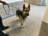 adoptable Dog in Chandler, AZ named TYGA