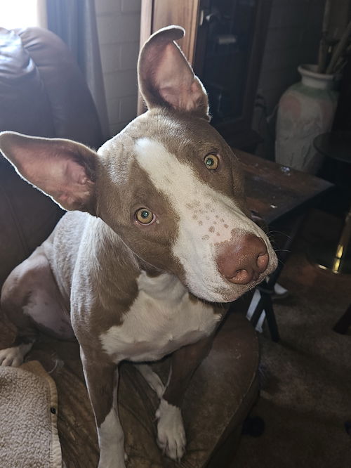 picture of the dog needing adoption