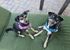 adoptable Dog in Chandler, AZ named Olive & Opie