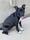 adoptable Dog in Chandler, AZ named Oreo Belle