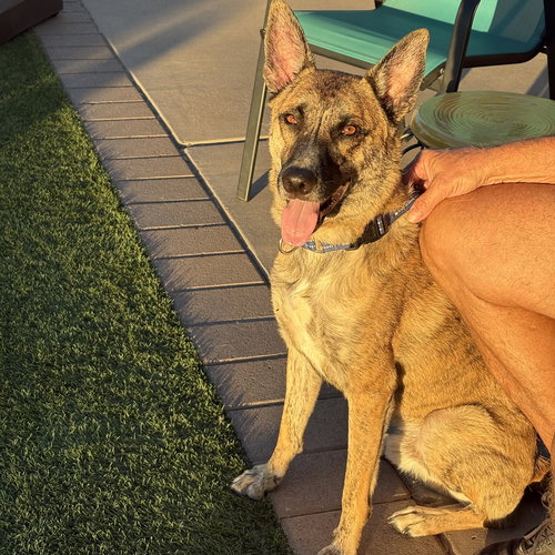 WALKER - Dutch Shepherd available for adoption