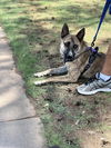 adoptable Dog in Chandler, AZ named WALKER