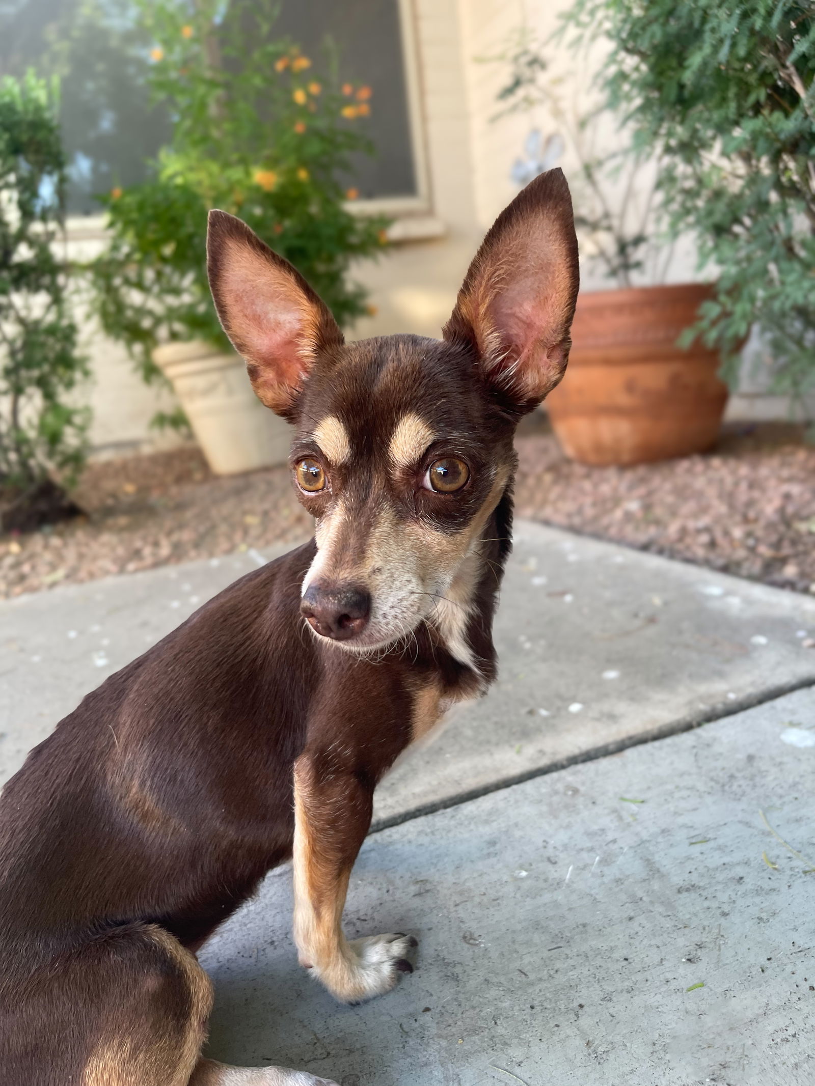 adoptable Dog in Chandler, AZ named PEPA