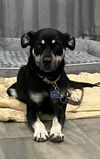 adoptable Dog in Chandler, AZ named BEAR #15