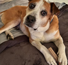 adoptable Dog in Chandler, AZ named BANX