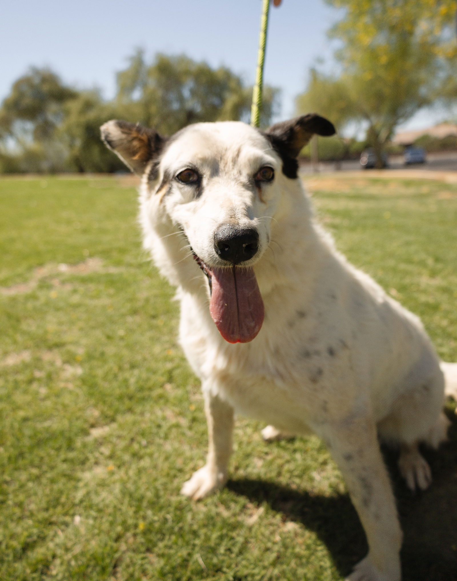 adoptable Dog in Chandler, AZ named EVEE