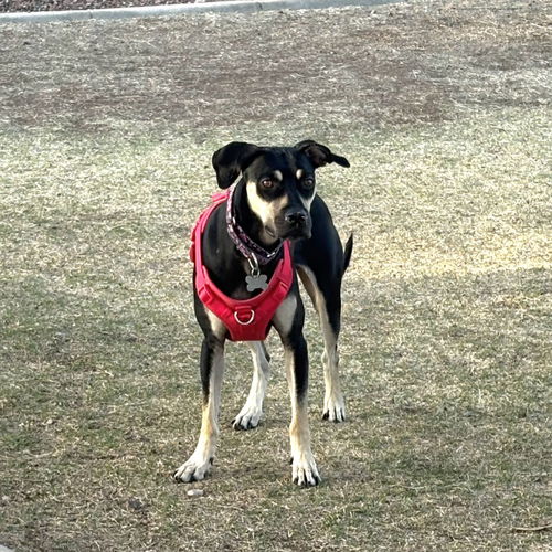 picture of the dog needing adoption